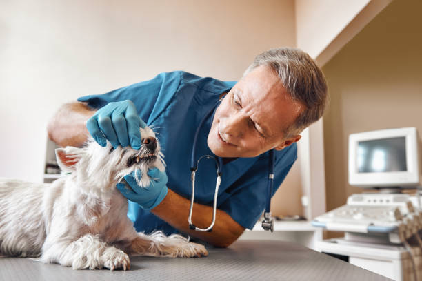 Best Emergency Tooth Extraction  in Brookville, PA